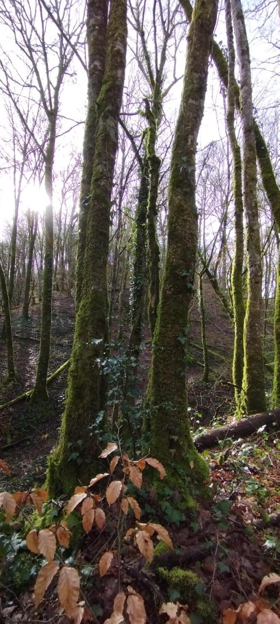 Gite L'Esprit Nature Naucelle Zewnętrze zdjęcie